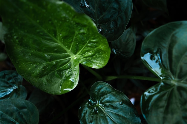 Dark green leaf and water droplets on leaves