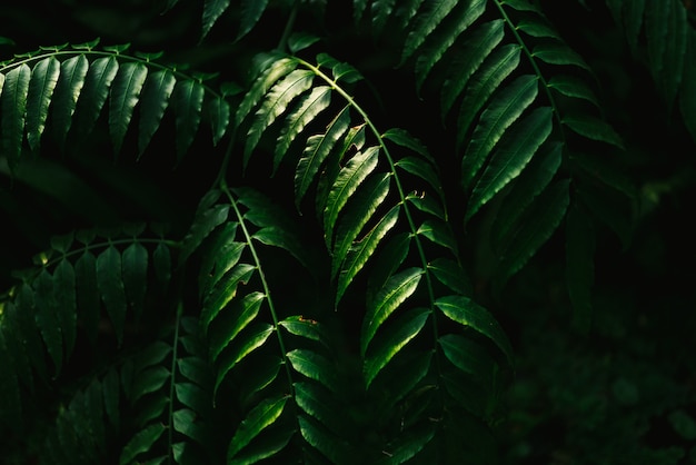 Dark green leaf