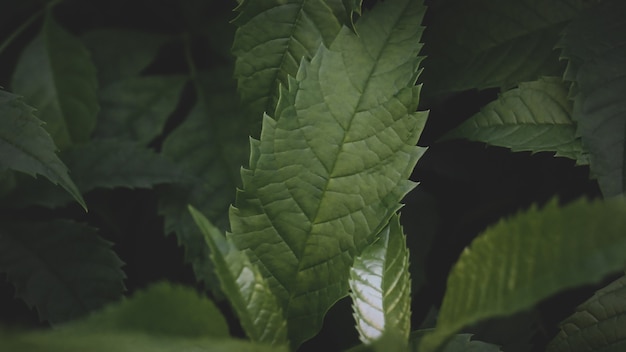 Photo dark green leaves background abstract green texture, nature backgrounds, tropical leaves