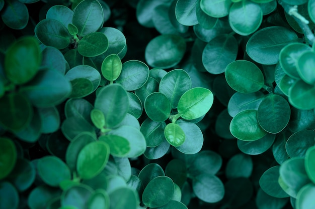 Photo dark green leaves background