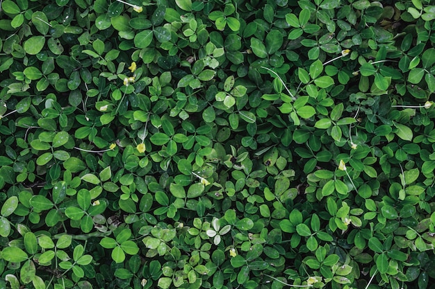 Dark green leaves foliage in tropical forest