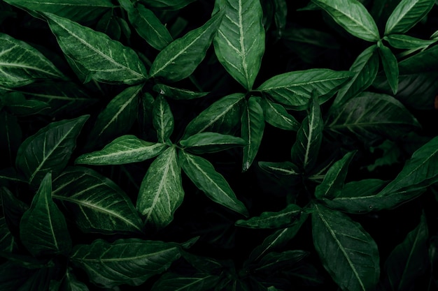 Dark green leaves in the garden. emerald green leaf texture.\
nature abstract background. tropical forest. above view of dark\
green leaves with natural pattern.