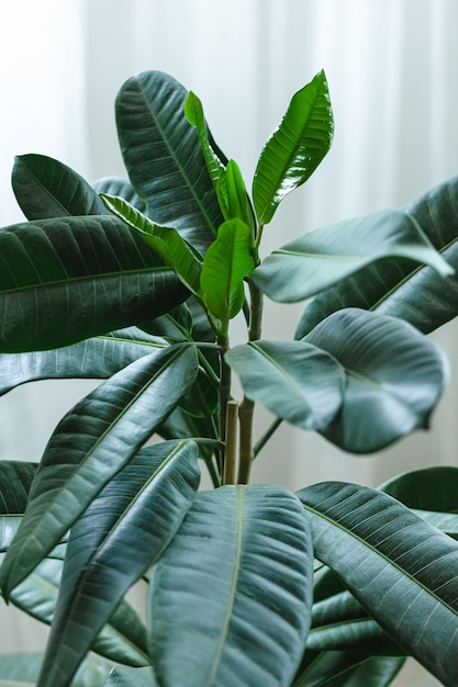 Dark green leaves of indoor plant ficus close up