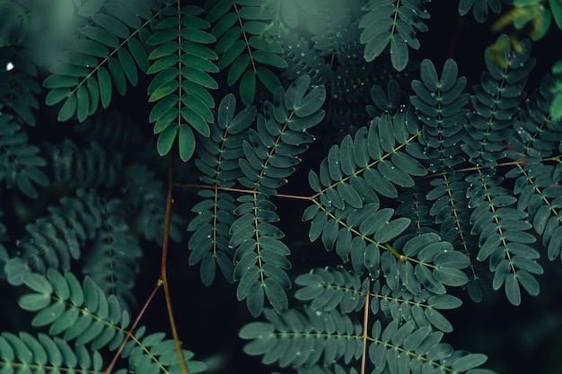 Темно-зеленые листья природа фон