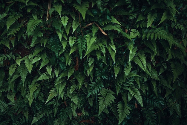 Dark green leaves nature background