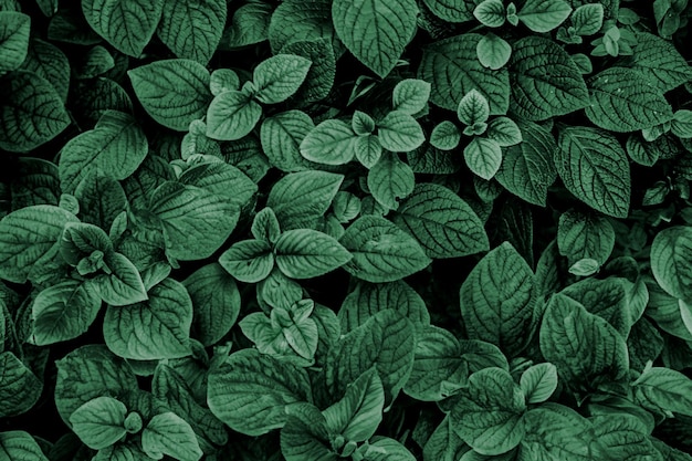 dark green leaves pattern background Natural background and wallpaper