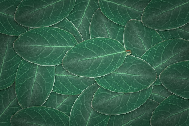 Photo dark green leaves texture background natural leaf plant for backdrop or wallpaper