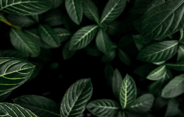 Dark green leaves texture background