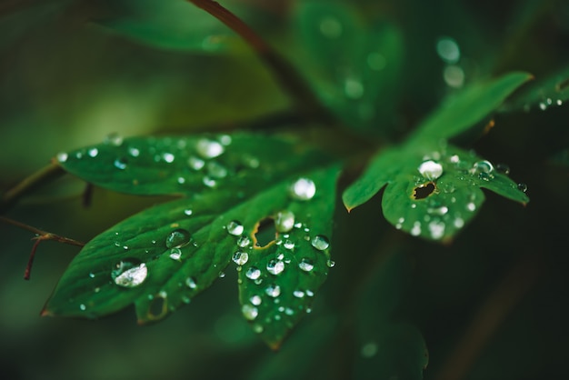 Dark green leaves with dew drops close-up with copy space. 