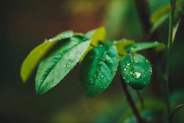 Dark green leaves with dew drops. Rich greenery with raindrops. Green plants in rainy weather.