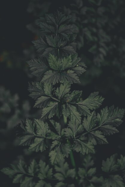 Dark green leaves