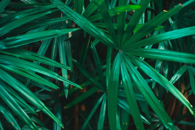 Dark green leaves.