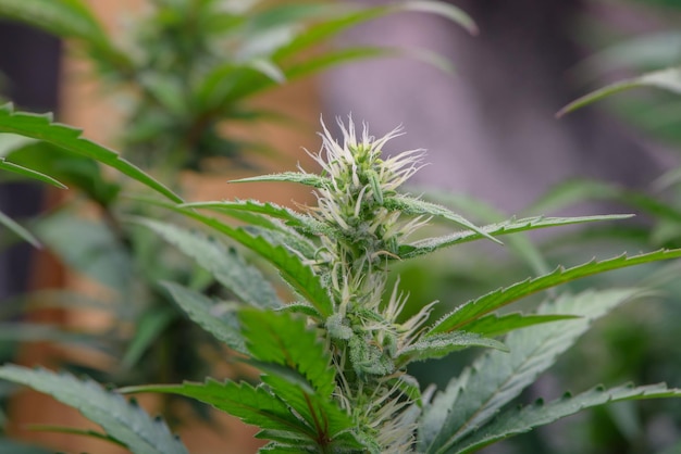 Темно-зеленые цветы и листья марихуаны Марихуана, растущая на фермерских фермах по выращиванию марихуаны, натуральная марихуана или сатива, ганджа, сорняки, зеленая трава для медицинского применения