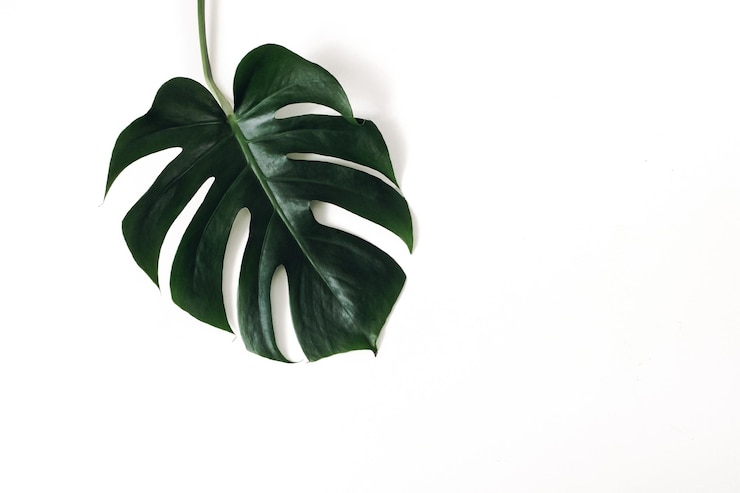 Photo dark green monstera deliciosa leaf isolated on white table backgound swiss cheese plant tropical jungle summer concept modern lush greenery houseplant flat lay top view