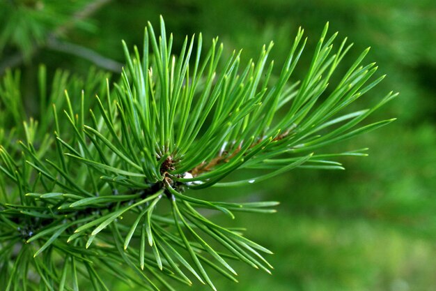 Dark green needles of a coniferous tree closeup on a blurred forest background