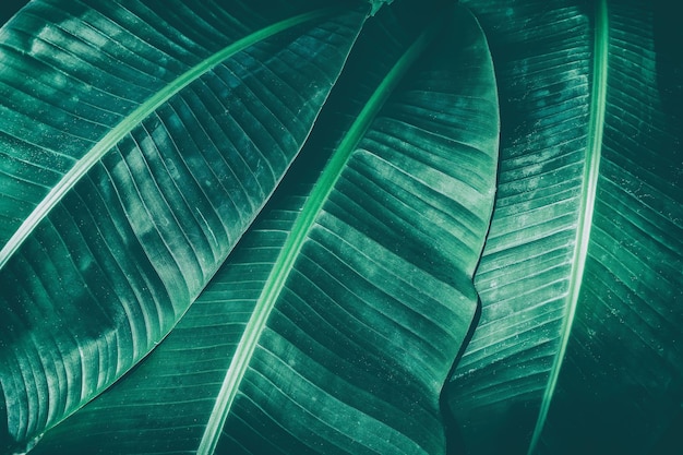 Dark green palm leaf