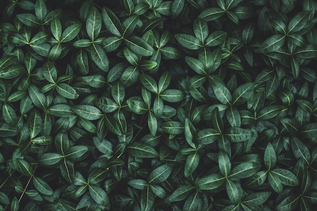 Dark green plants moody background texture of Vinca minor periwinkle Myrtle for nature background