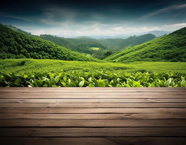 dark green tea plantations on wooden background