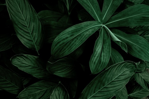 Dark Green Tropical Leaf Group Background Concept Banner Background Of Nature