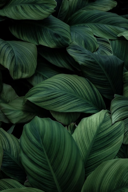 Темно-зеленый тропический лист группы фон концепции баннер фон природы