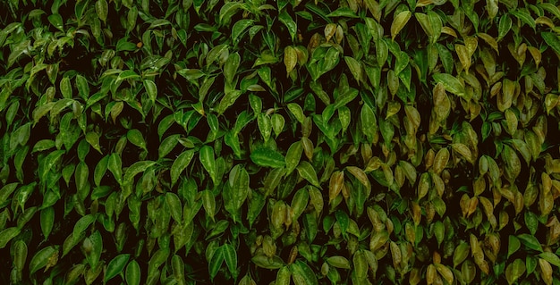 Темно-зеленый тропический лист группы фон концепции баннер фон природы
