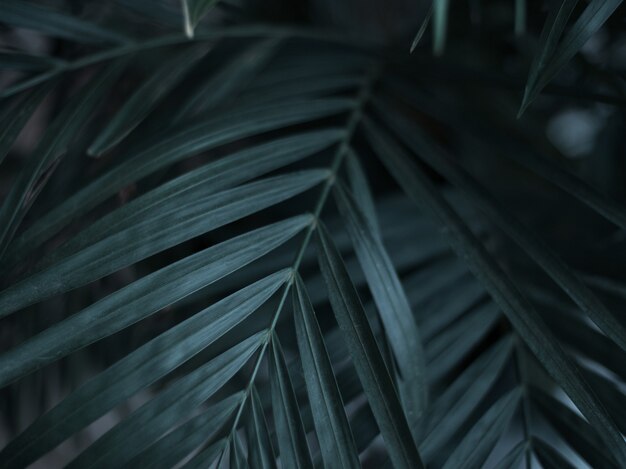 Photo dark green tropical palm leaves