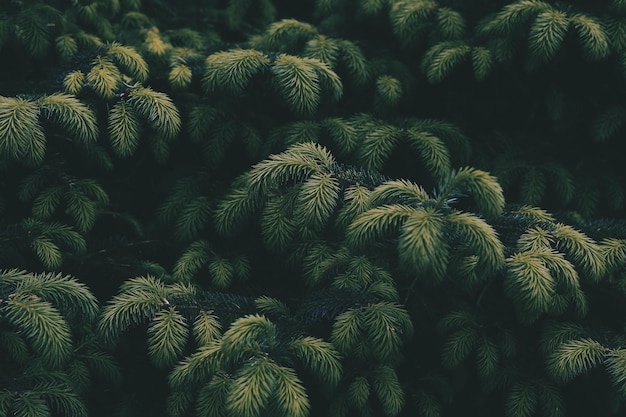 Dark green woods branches