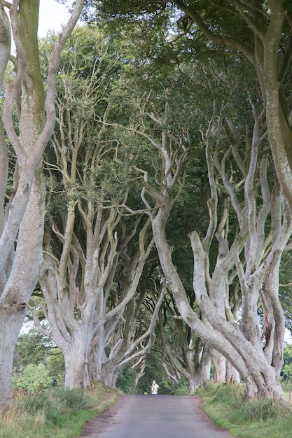 Dark Hedges, County Antrim, Noord-Ierland, Europa