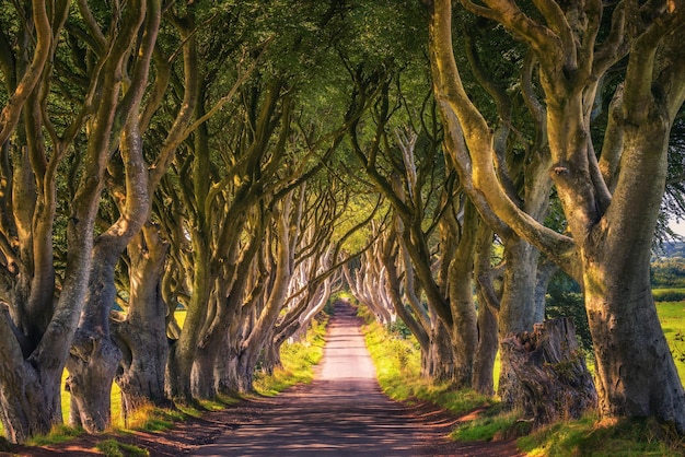 The Dark Hedges in Northern Ireland at sunset