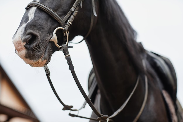 Dark Horse Closeup