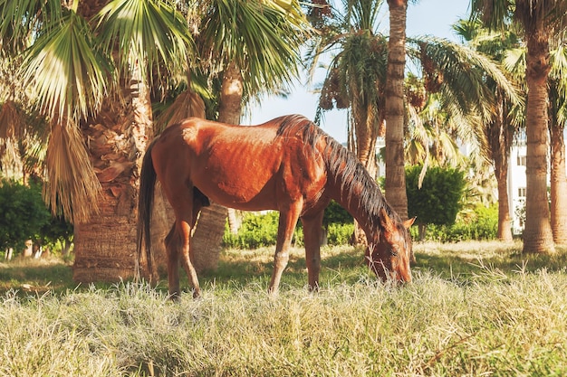 Dark horse eating grass on the background of palm trees at sunset