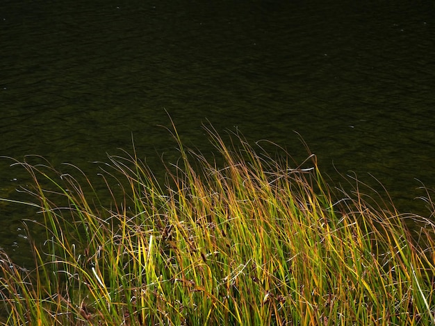 Dark lake autumn reeds and daylight sun with bokeh Beautiful natural background with fall leaves of reeds against the dark of the water