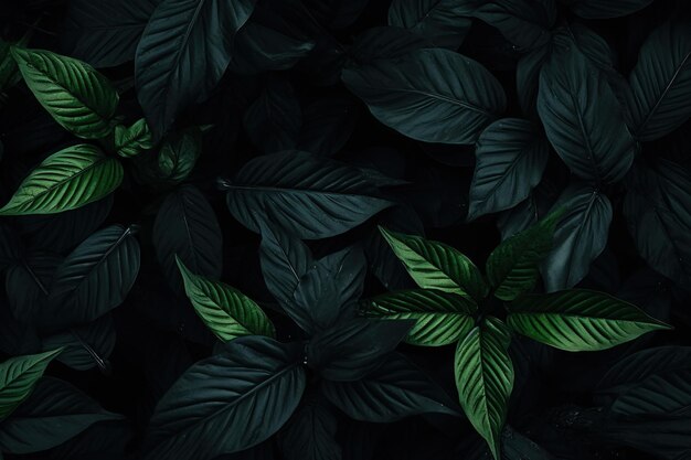 Dark leaves in the forest foliage background in nature