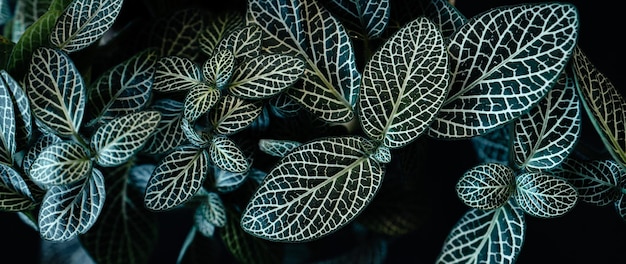 Dark leaves in the forest foliage background in naturefern leaves