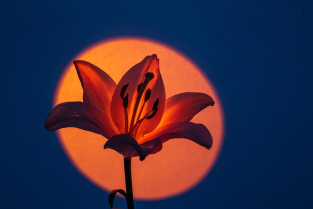 Photo dark lily against bright background