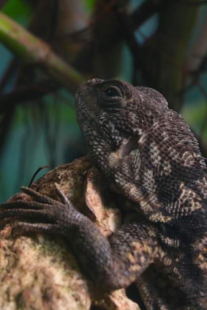 A dark lizard sits on a tree branch Wildlife