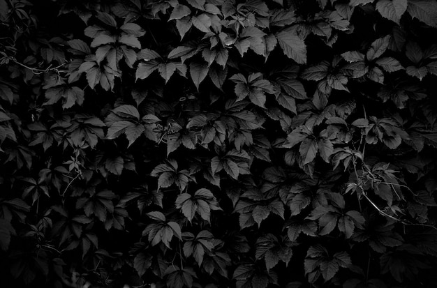 Dark monochrome climbing plant full screen as background