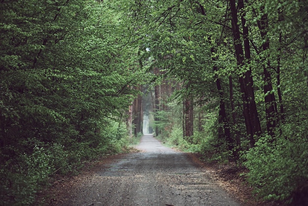 Dark moody forest with path and green trees natural outdoor vintage background