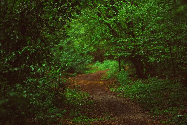 Foresta oscura e lunatica