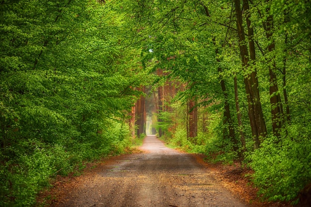 Dark moody forest