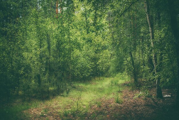 Premium Photo  Dark moody forest with path and green trees