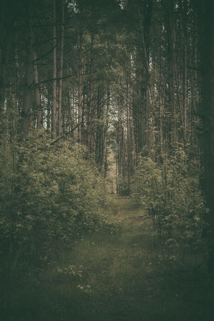 Dark moody forest