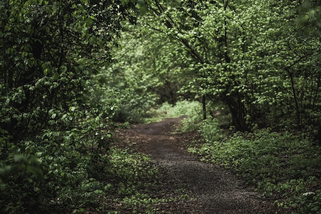 Dark moody forest