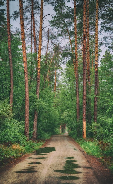 Dark moody forest