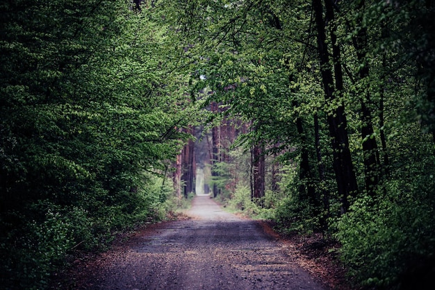 Dark moody forest