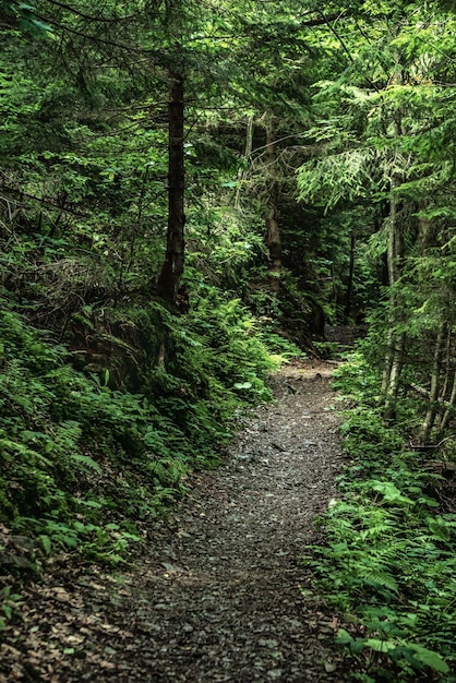 Dark moody forest