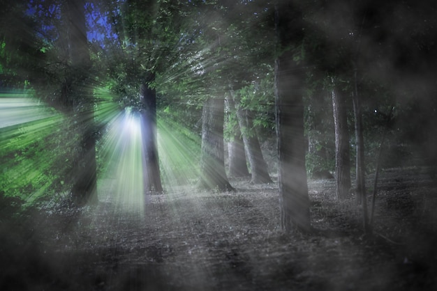 暗い不機嫌な夜霧の森の木の恐怖と恐ろしい概念