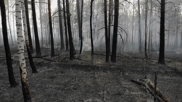 Dark mysterious burned forest landscape. Ash covered forest after fire. Smoke rising from ground after wildfire.