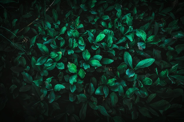 Dark natural background with green leaves