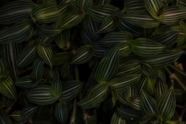 Tradescantia 잎이 있는 어두운 자연 배경. 식물 배경. 짙은 녹색 잎. 단풍 텍스처
